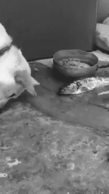 setbabiesonfire:  itcuddles:  Animals are better than people, look this dog trying to save the fish. Omg, it broke my heart.  This implies that the dog is intelligent enough to not only recognize that a fish lives in water, but that without water it is