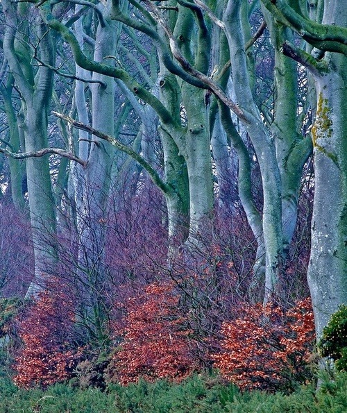 bluepueblo:  Blue Forest, Auchmithie, Scotland photo via holly 