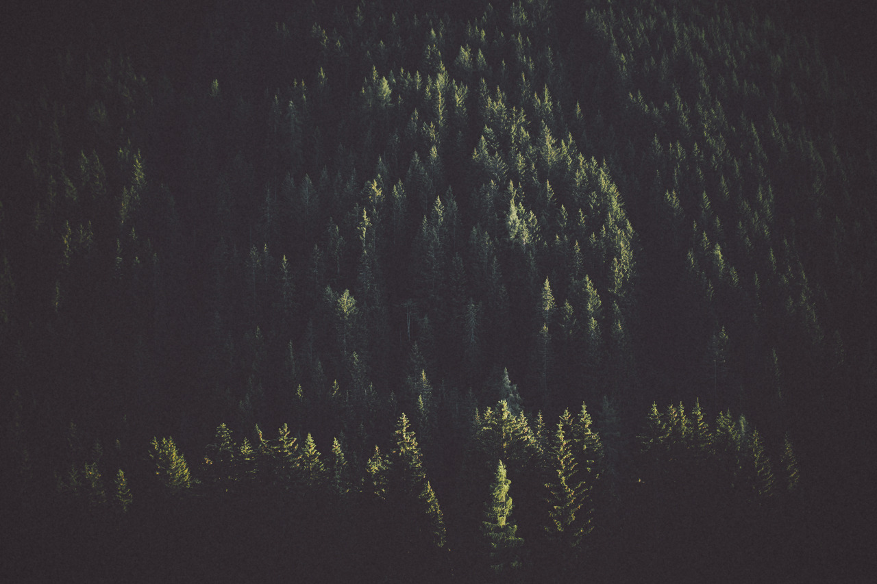 eartheld:  sidestroke:  sidestroke:     all nature  mostly nature 