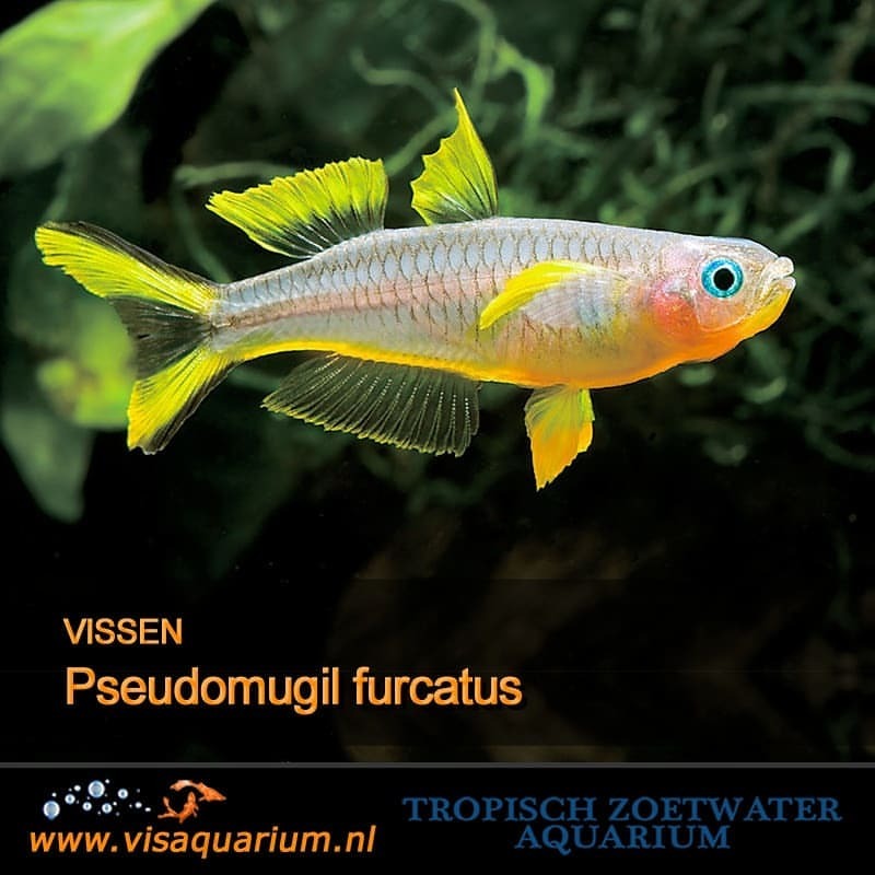 Aquarium vissen : Pseudomugil furcatus
#aquarium #vissen #aquariums #aquaria #aquariumfish #fishaquarium #freshaquarium #aquascape #aquariumhobby #freshwaterfish #monsterfish #aquascaping #aquaflora #tropicalfish #aquariumlife #fishkeeper...