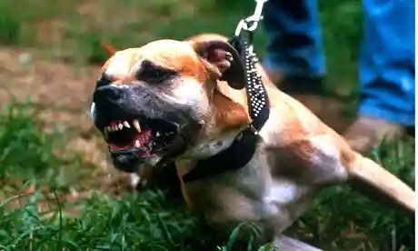 Editorial: . .  It is often said that the Pit Bull breed/s are often aggressive because of how they 