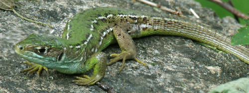 Male, female and juvenile western green lizards - Lacerta bilineata - from southern Switzerland.