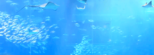 squidplush:take a break in okinawa churaumi aquarium!original video