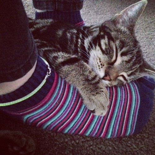Poppy sleeping on my feet (submitted by superauddy)