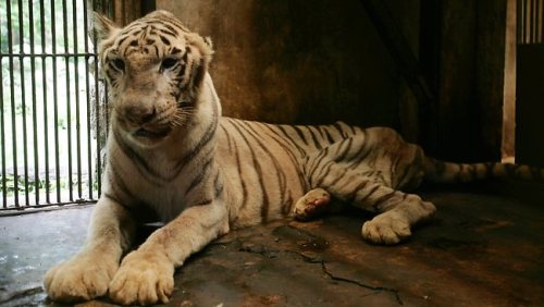 Petitioning Dr. Susilo Bambang Yudhoyono  Close Surabaya Zoo Petition by Trevor Buchanan Australia  Surabaya Zoo, also known as Kebun Binatang Surabaya (KBS), was founded in 1916 and is the one of the largest zoos in South East Asia, covering 37 acres