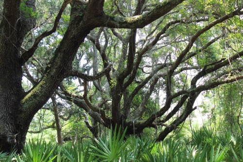 anikawephotography: Live Oaks and palmetto patches. Cumberland Island National Seashore.