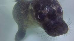 unvisitableroom: sealrescueireland: Moss