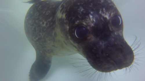 unvisitableroom: sealrescueireland: Moss showing off his underwater pupil dilation, an adaptation th