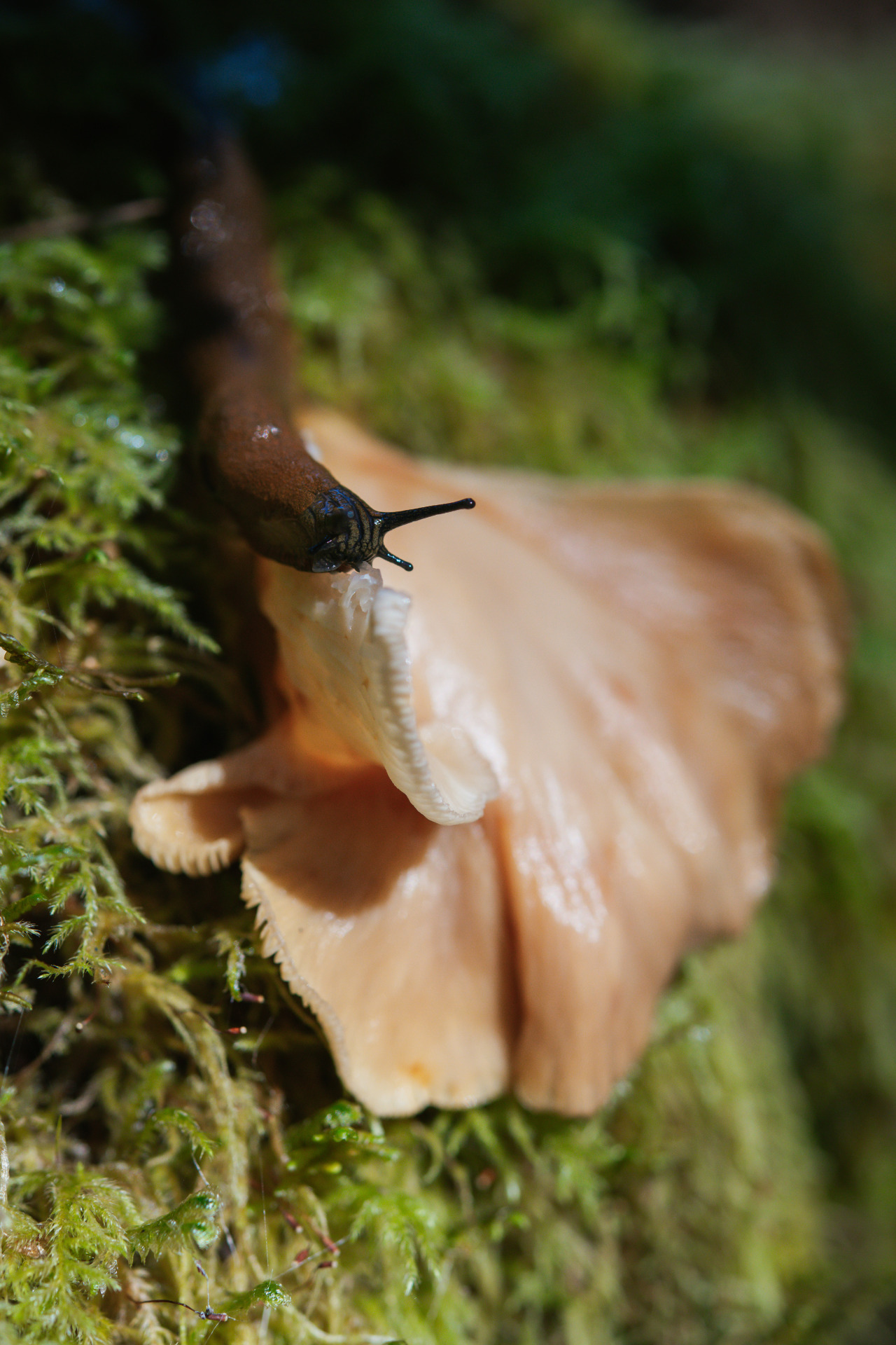 Slug having a snack #mushroom#fungi#mycology#macro#animals#nature#landscape#lensblr#original photographers#vertical nature#photography #photographers on tumblr #Washington#uncropped nature#vsco#pnw#travel#pacific northwest#wanderlust#p