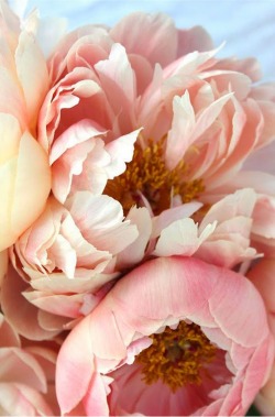 syflove:  peonies