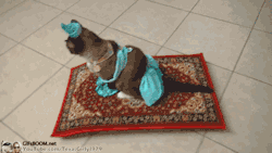 gifsboom:  Cat Dressed as Princess Jasmine Rides a Magic Flying Carpet                      ** video ** 