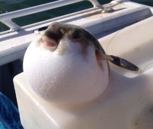 femme-with-cherries:
“ besturlonhere:
“ look at this thing again i hate the ocean so much it tastes weird and half the animals that come out of it look like jokes
”
I love the ocean
”