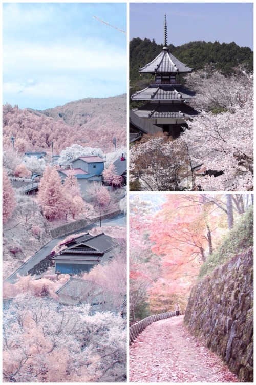 Mount Yoshino. Pink, pink everywhere!