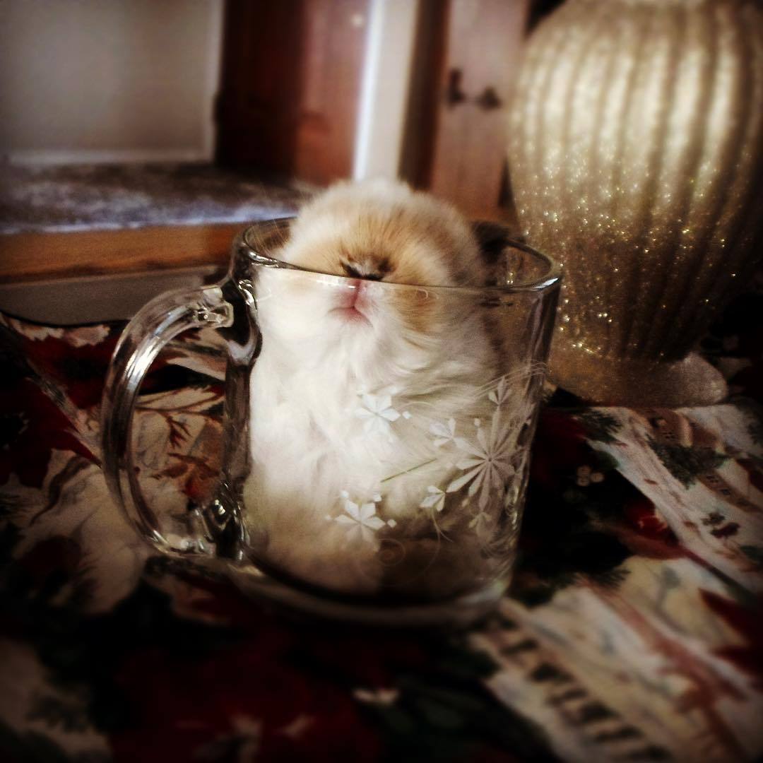 ladyoleighander:  adorable-bunnies:  ❤️  Oh my God.