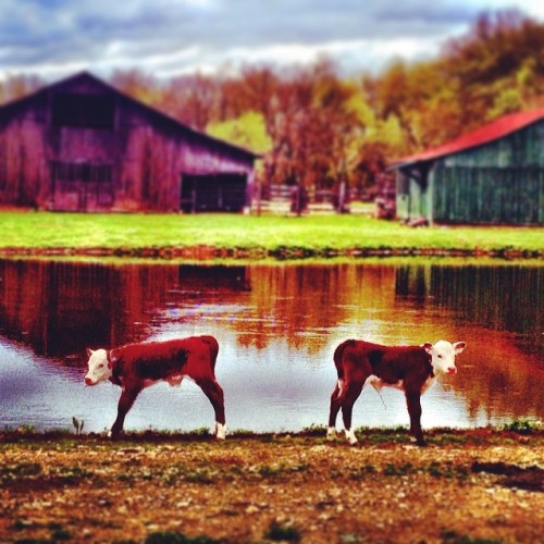 Twin calves at Dixona, my godmother’s farm - and the oldest house in middle TN! Built in 1787 by Tilman Dixon, Louis Philippe (the king of France) and other travelers stayed there while passing through TN. (at Dixona)