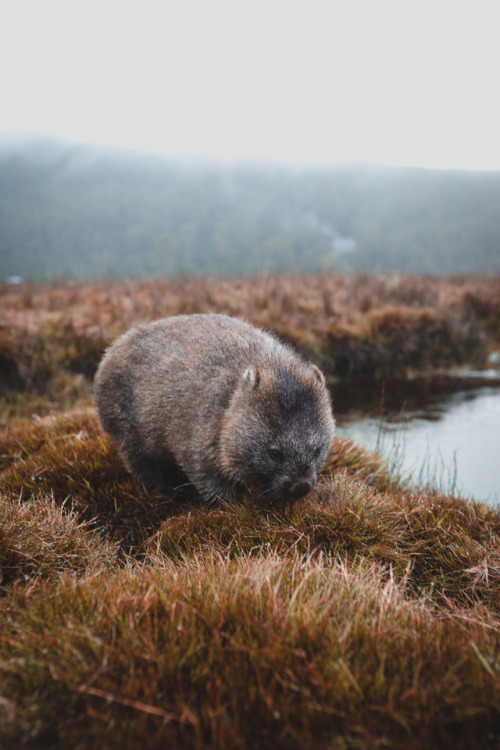 philkitt:Wombat, Cradle Mountain (27.06.17)ISO400, 35mm, f2.8, 1/160sec