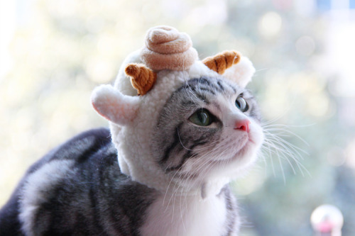 catcosplayuniverse:existential lamb cat 