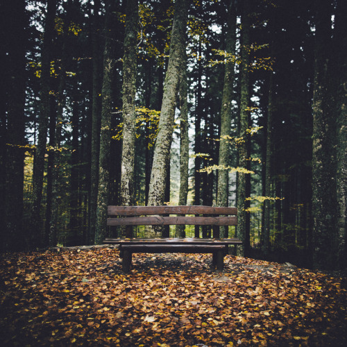 elenamorelli: { autumn time }-hasselblad 500c/m + fuji velvia 100-