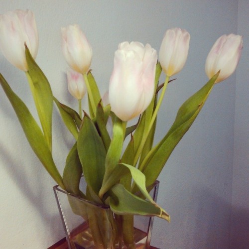 #love #tulips #tulpen #flowers #blumen #beautiful