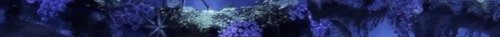 Would Stardust Fix Us?| Neteyam X Avatar!reader