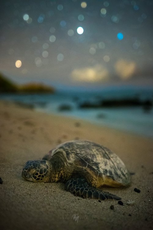 renamonkalou:A wondrous sight! | Night Lights FilmsA Hawaiian ‘Honu’ green sea turtle