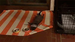 sizvideos:  Watch this funny otter lazily