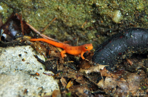 gothic-slug:frolicingintheforest:One of TWELVE Red Spotted Newts (Notophthalmus viridescens), I saw 