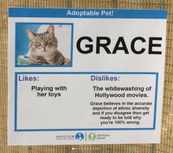 babyanimalgifs:Shelter created hilarious profiles for their cats