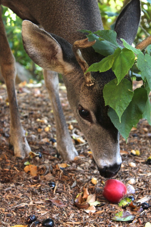 verybluebirdy:ifonlyyoucouldseeit:This is Harley. He is a young buck. He likes to hang out under the