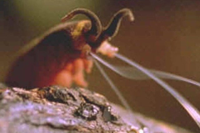 Porn Pics jevilcore:The velvet worm has a beam attack.