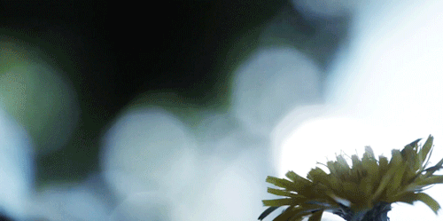 sarcasmcloud:“I’m having a hard time understanding how one plant is more important than another…” - 
