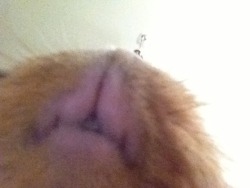  HAHAHAHAHAHA I LEFT MY PHONE ON THE CAMERA AND MY GUINEA PIG STEPPED ON IT AND ACCIDENTALLY TOOK A SELFIE 