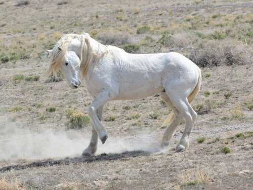 howtohavegaysubtext:Utah Mustangs photographed by Sterling Moore.