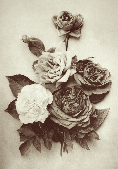 pierrotgourmand: Rosen - Photographie de Robert Ritter von Stockert - Autriche, 1895. source h