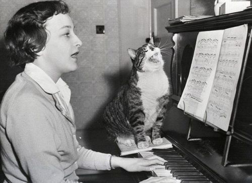 amberhynes: snyggabrillor: File under ‘Vintage Cat Photos, One of the Best Ever.’ This i