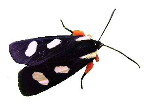 png-plz:  moth pngs