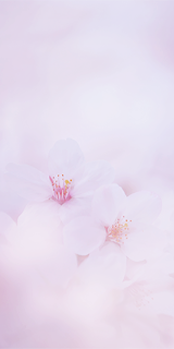 ryeou:  photography by *sakura* 