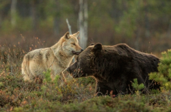 pretentiouserectile:  sixpenceee:  urbonov:  sixpenceee:  A rare friendship developed between a gray wolf and brown bear It surprises me how many animal friendship pairings I come across! Photos by Lassi Rautiainen, Susan Brookes and Staffan Widstrand
