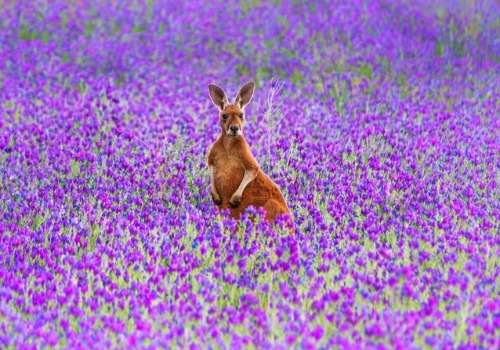 Spring is blooming down under (Red kangaroo, porn pictures