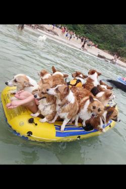 Insanecorgi:  Corgisandcorgisandotherstufftoo:  Ausonia:  Corgis On A Boat  So Many