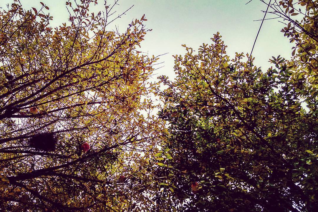 #autumn #otoño