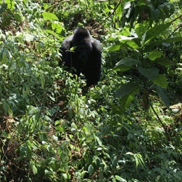 A beautiful and slightly terrifying charging silverback mountain gorilla. When I think of my time in