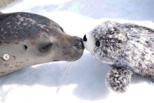 babyanimalgifs:Real seal and beanie seal