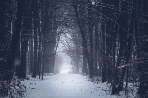 pixelcoder: White Dreams - German Woodlands - December 2k17 Prints  | Instagram