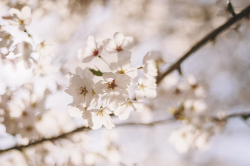 2022-04-02Spring, Cherry Blossom PicnicCanon EOS R6 + RF50mm f1.8 STMInstagram  |  hwantastic79vivid