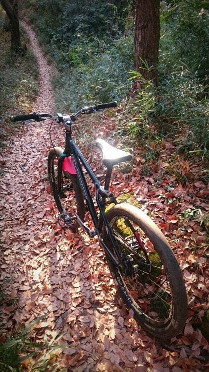 krs955: a trail with autumn sunlight.