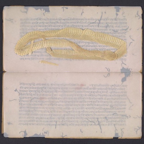 This fascinating piece of our Indic manuscript collection was featured in the 2015 exhibit *This Boo