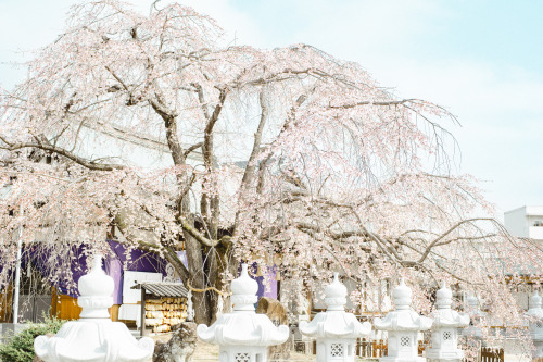 観音神社のしだれ桜