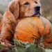 oldcrowhollow: