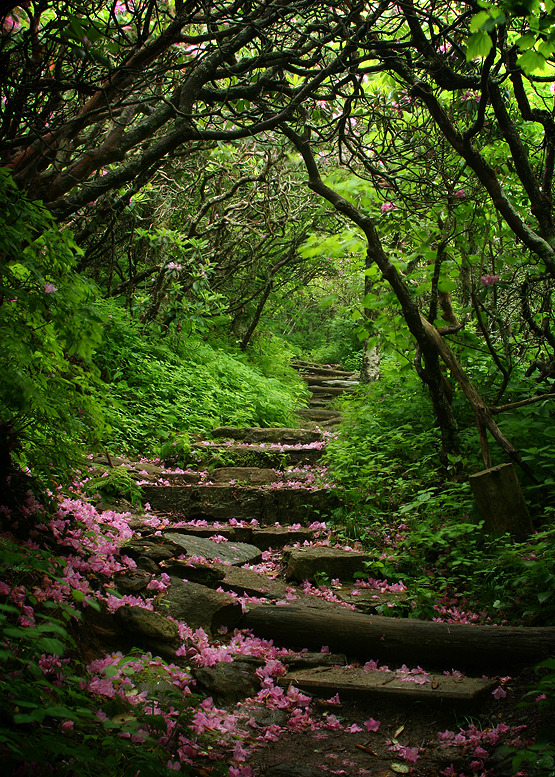 visitheworld:  Beautiful path in the Craggy Gardens, North Carolina, USA (by July04Girl).